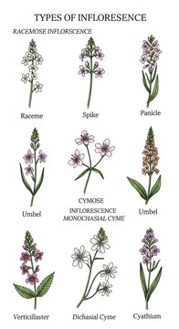 Botanical illustration of various inflorescence types