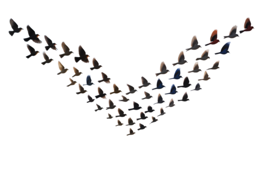 Flock of birds forming a v shape flying upwards