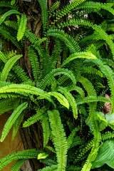 Gemeiner Schwertfarm