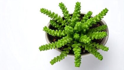 Succulent plant in pot, top view