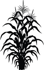Obraz premium Black Silhouette of a Corn Plant with Multiple Cobs agriculture farming