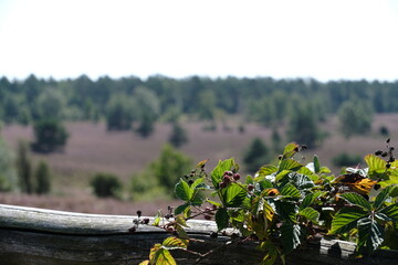 Brombeeren in der Heide