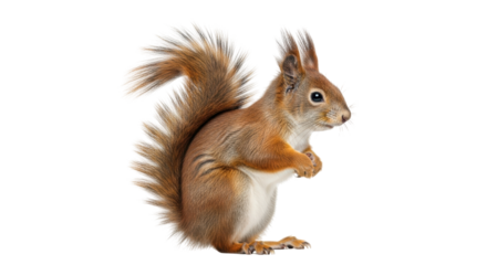 Isolated Squirrel in profile, standing with clasped hands, fluffy tail, upright pose