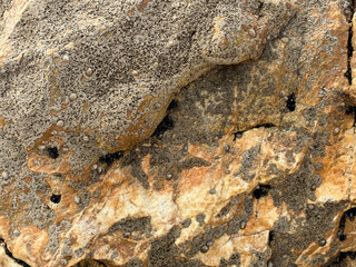 Textured Rocks with Barnacles and Lichen

