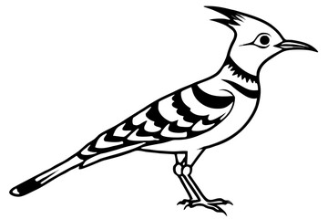 vector illustration of a hoopoe lark bird