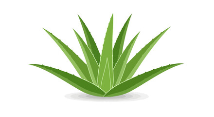 Detailed Flat Style Aloe Vera Plant Isolated Against White Background