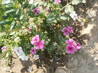 pink flowers in the garden