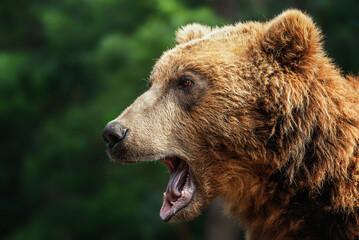 Kamchatka brown bear (Ursus arctos beringianus) detail portrait
