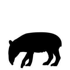 Silhouette of a tapir isolated on white background, foraging for food