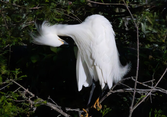 Snowy Egret preening