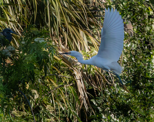 Great heron in fligjht