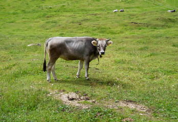 Gray cow standing in a lush green meadow with rolling hills and a serene landscape in the background