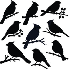 Set of bird silhouettes perched on tree branches isolated on white background