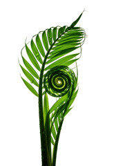 Vibrant emerald green palm frond unfurling, glistening, intricate veins, coiled heart, isolated on transparent, dramatic studio lighting, low angle macro, concept of botanical growth