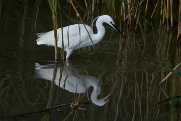 Little egret fishing with reflection at The Christopher Cadbury Wetland Reserve, Worcestershire, United Kingdom