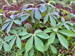 Healthy young cassava plant growing in tropical farmland with fresh green leaves, sustainable agriculture crop.
