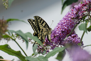 Old World Swallowtail or common yellow swallowtail (Papilio machaon) sitting on summer lilac in Zurich, Switzerland