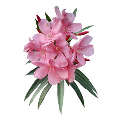Nerium oleander with transaprency background, pink lily isolated background