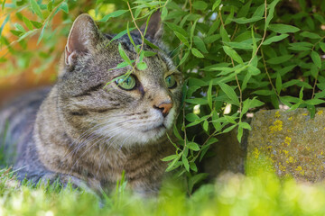 Tabby cat lurking in the garden and hiding among the green leaves of a shrub