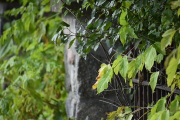 Obraz premium Fence post and metal railing of vertical bars with tree branches