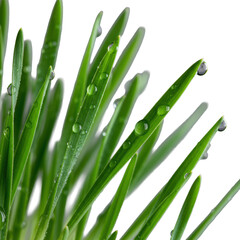 Emerald green wheatgrass microgreen cluster, hyper-realistic, dewy leaves, iridescent dew drops, intricate vein patterns, isolated on transparent background. Concept of natural vitality and