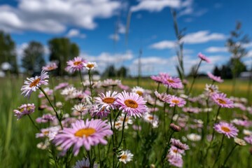 Obraz premium Vibrant pink daisies bloom in a lush green field under a bright blue sky dotted with fluffy clouds, creating a serene and cheerful landscape perfect for nature lovers.