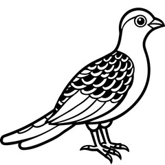 Nightjar line art vector