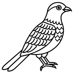 Nightjar line art vector