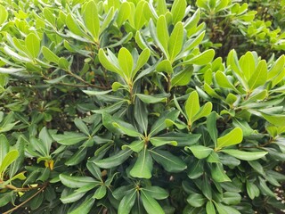 green plants growing in a lush foliage background. Green plant leaves background