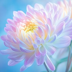 Fototapeta premium Soft pastel chrysanthemum close-up