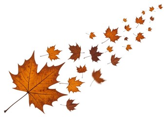 A Cascade of Burnt Orange and Rust-Hued Plane Tree Leaves Whirl Across a Pristine White Canvas, Captured in Dynamic Motion with Crisp Detail and Soft, Even Lighting.