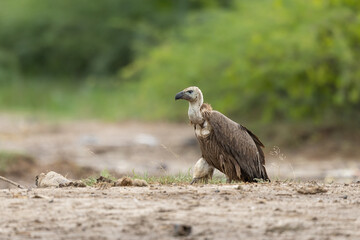 vulture perched on a branch