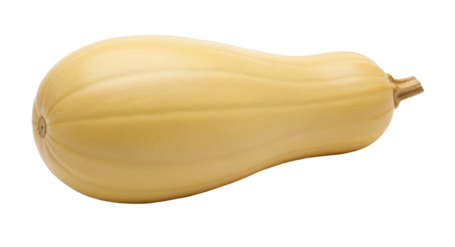 Isolated butternut squash still life showing skin surface details on seamless background