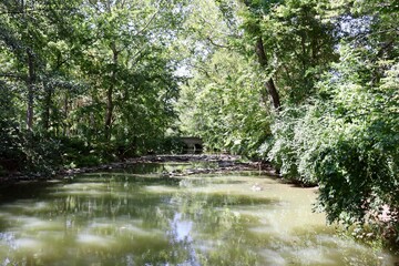 The quiet creek in the forest on a sunny day.