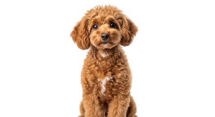 Isolated curly coated dog poses in studio, adorable young puppy, canine friend, pet love