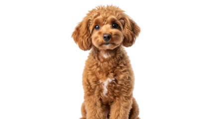 Isolated curly coated dog poses in studio, adorable young puppy, canine friend, pet love