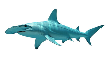 Isolated Hammerhead Shark swims through the ocean depths, apex predator marine life, oceanarium