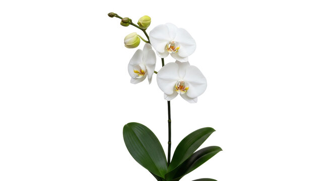 Isolated phalaenopsis orchid plant with flowers and buds, elegance, freshness and beauty