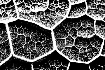 Abstract Leaf Vein Texture in Black and White