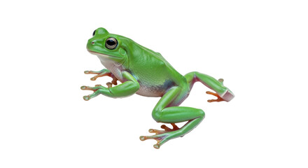 Isolated Green Tree Frog, tropical amphibian with smooth skin and big eyes on clean background