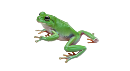 Isolated Green Tree Frog, tropical amphibian with smooth skin and big eyes on clean background