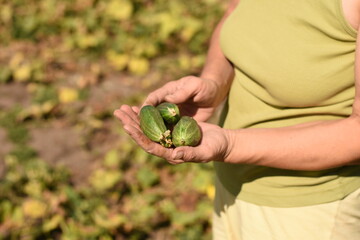 Woman on a garden holding three cucumbers at her waist, side view