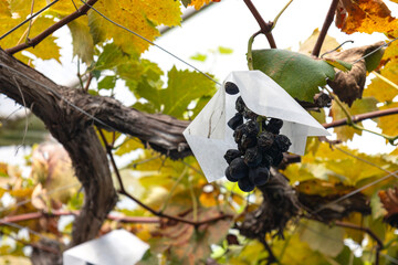 時期が過ぎて痛みかかった木に実った黒い葡萄