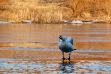 Flock of swans and ducks on a winter river with snow and ice. Wild waterfowl gathering in cold weather, natural scene of birds in their habitat