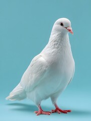 Obraz premium Pure White Dove Standing Tall Looking Sideways on Clear Aqua Blue Studio Background