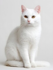 Obraz premium Pure White Cat Sitting on Gray Background Studio Portrait