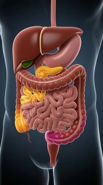 Human digestive system anatomy illustration showing liver stomach intestines pancreas organs