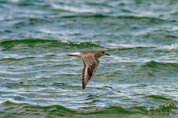 Kiebitzregenpfeifer (Pluvialis squatarola) im Herbst