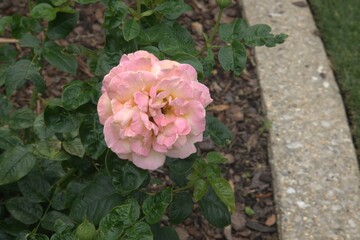 Pink rose in a garden