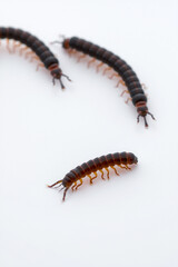 Obraz premium A Centipede With Many Legs On A White Background